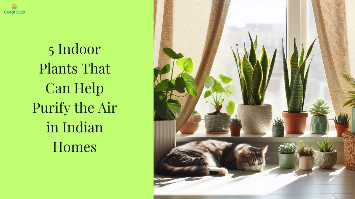 As AQI Rises: 5 Indoor Plants That Can Help Purify the Air in Indian H   Coral Slub