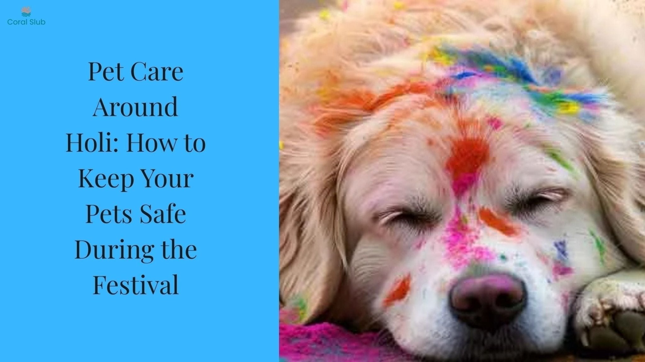 Pet Care Around Holi: How to Keep Your Pets Safe During the Festival
