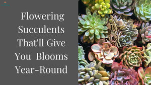 10 Flowering Succulents That'll Give You Bonus Blooms Year-Round