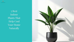 5 Best Indoor Plants That Help Cool Your Home Naturally