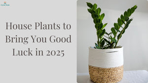 5 House Plants to Bring You Good Luck in 2025
