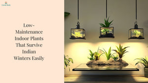 Low-Maintenance Indoor Plants That Survive Indian Winters Easily